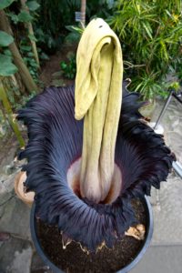 Titan Arum - Sumatran Corpse Flower