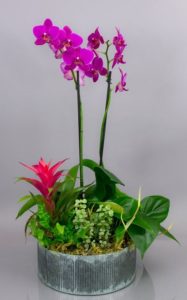 Our Luzon garden is a chic combination of elegant orchids and lush tropical foliage. Long lasting and colorful, this potted orchid garden is sure to please for quite some time.
