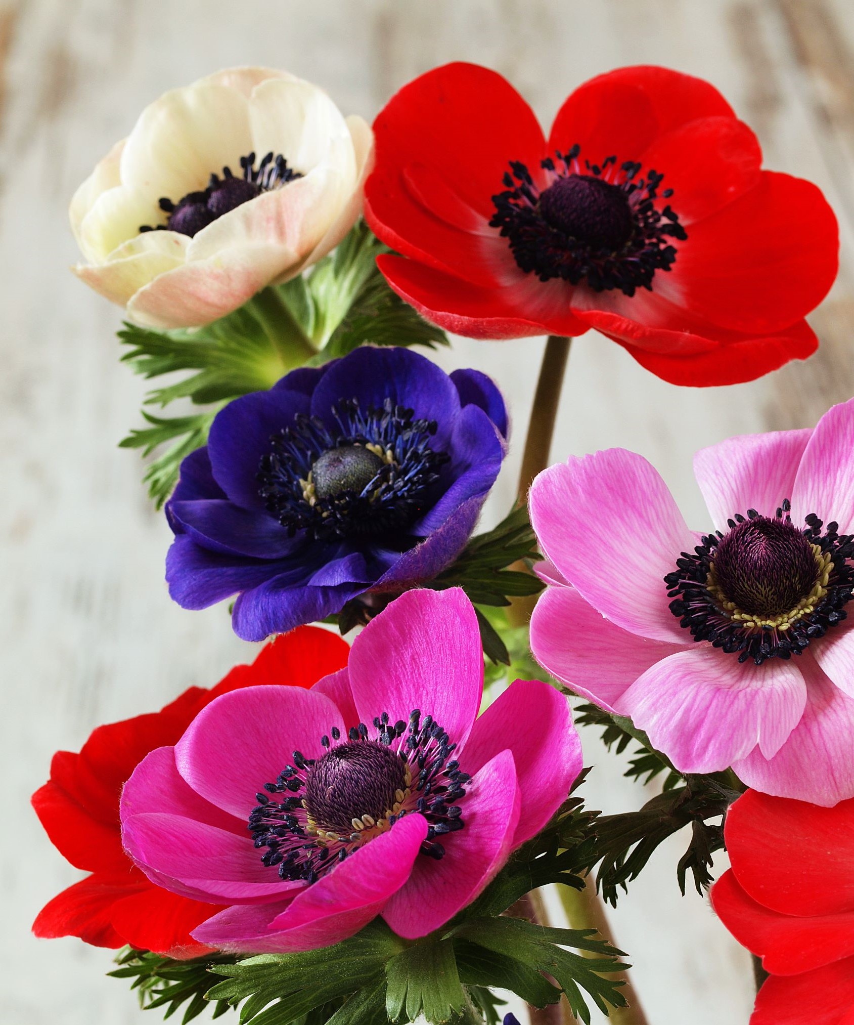 How the Favorite Flowers of These Woman Perfectly Matches Their