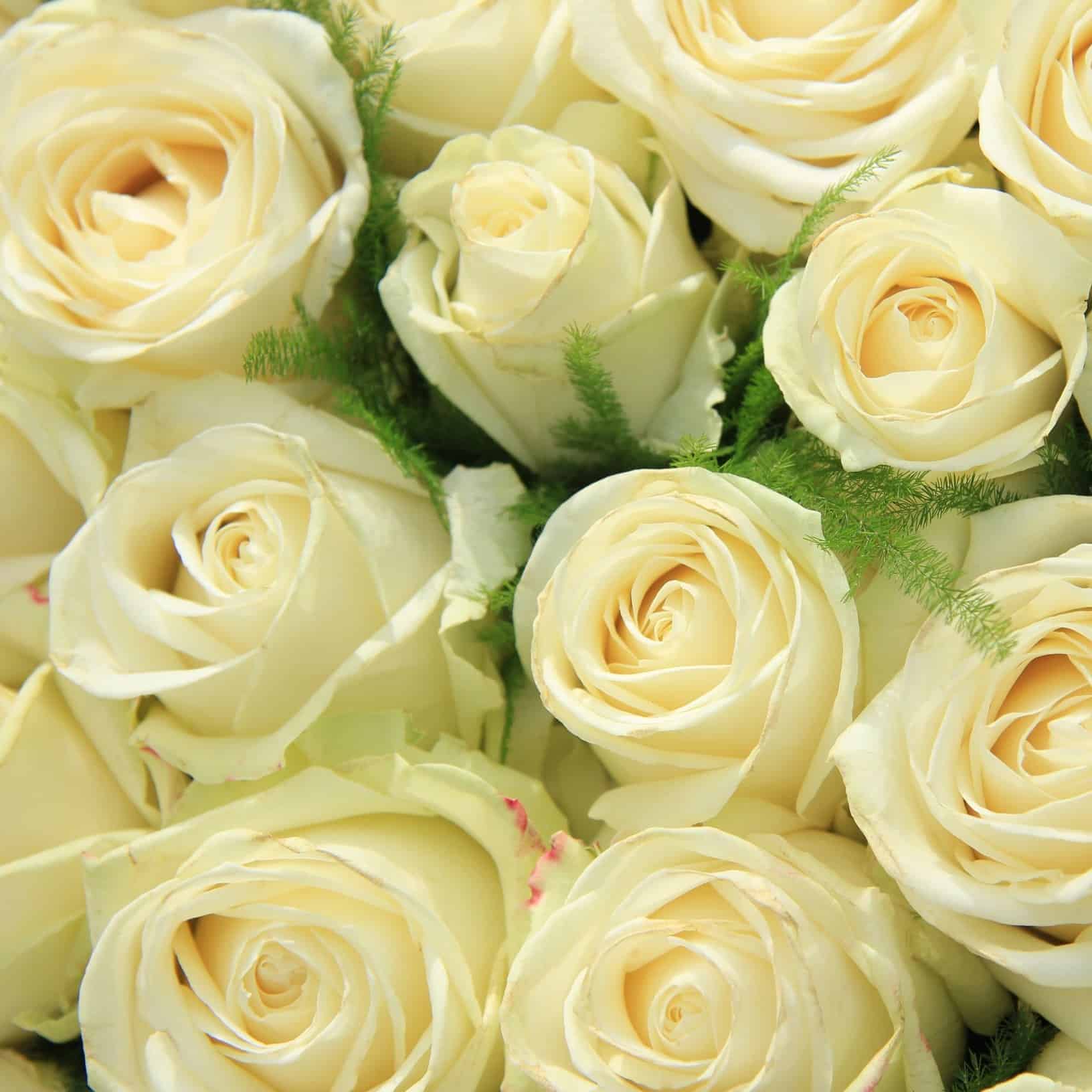 Sophistication And Allure In Spring S Pastel Florals Currans Flowers   Pale Yellow Roses 