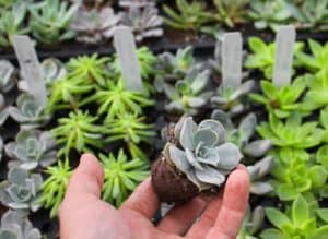 Succulent plants from Currans Greenhouse