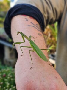 Praying mantis on hand