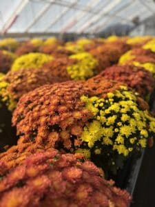 Orange and yellow mums