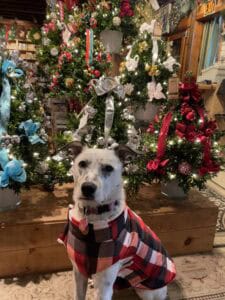 Dog in front of Christmas decor