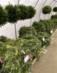 Plants and wreaths in greenhouse
