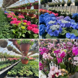 Four kinds of flowers growing in greenhouse