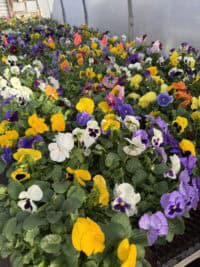 Colorful pansies in a greenhouse