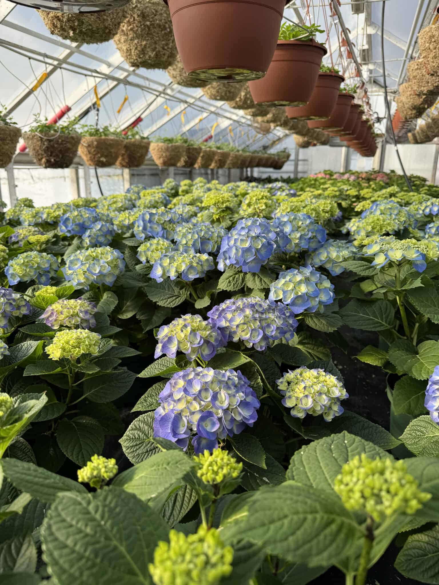 Spring is Blooming in the Greenhouse at Currans Flowers - Currans Flowers