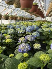 Hydrangeas growing in a greenhouse