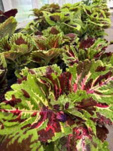Green and pink plant leaves in a greenhouse
