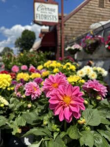 Pink and yellow flowers blooming outside of florist