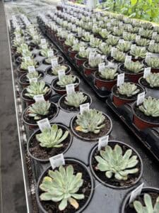 Rows of green succulents in a greenhouse